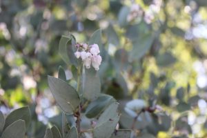 wild-crafted-manzanita-flower-essence-1
